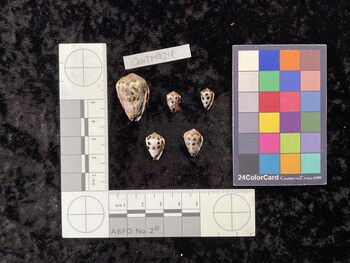 CebTM024; 26.5x17.5x19.5 ventral photo thumbnail