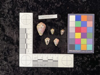 CebTM024; 26.5x17.5x19.5 dorsal photo thumbnail