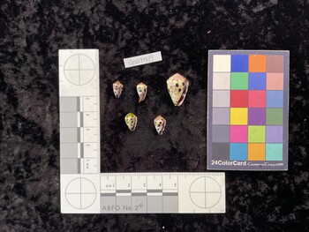 CebTM029; 11x6.5x8.5 ventral photo thumbnail