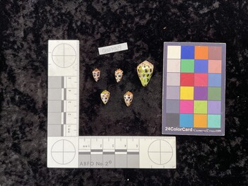 CebTM029; 11x6.5x8.5 dorsal photo thumbnail