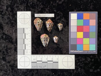 CebTM034; 24x15.5x19 ventral photo thumbnail