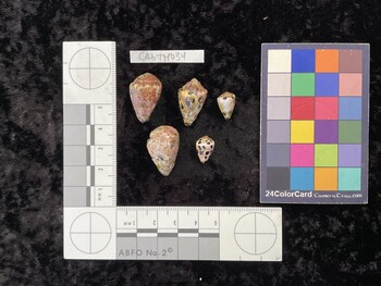 CebTM034; 24x15.5x19 dorsal photo thumbnail
