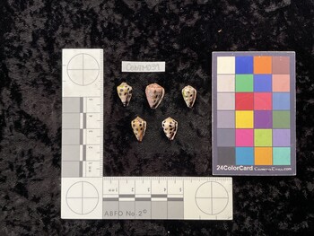 CebTM039; 15x9.5x12 ventral photo thumbnail