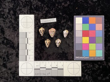CebTM039; 15x9.5x12 dorsal photo thumbnail
