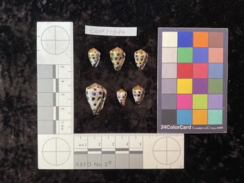CebTM044; 13.5x8.5x10.5 ventral photo thumbnail