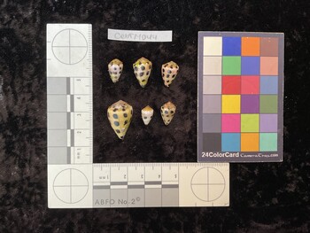 CebTM044; 13.5x8.5x10.5 dorsal photo thumbnail