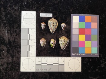 CebTM050; 12.5x8x10 ventral photo thumbnail