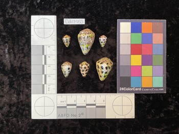CebTM050; 12.5x8x10 dorsal photo thumbnail