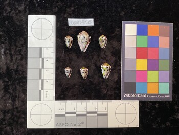 CebTM056; 11.5x7.5x9 ventral photo thumbnail