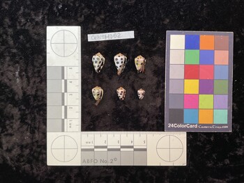CebTM062; 15x9.5x11.5 ventral photo thumbnail