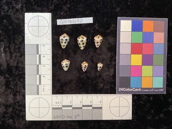 CebTM062; 15x9.5x11.5 dorsal photo thumbnail
