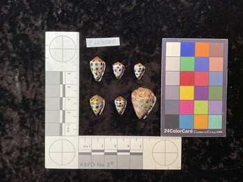CebTM068; 18.5x11.5x15 ventral photo thumbnail