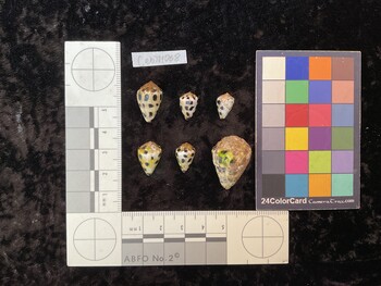 CebTM068; 18.5x11.5x15 dorsal photo thumbnail