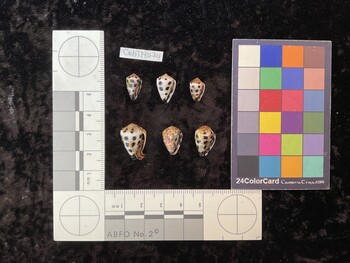 CebTM074; 13x8x10 ventral photo thumbnail