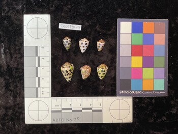 CebTM074; 13x8x10 dorsal photo thumbnail