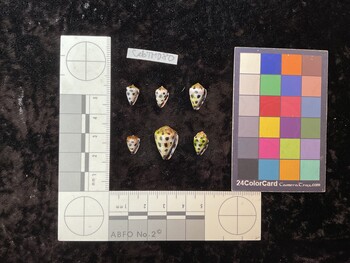 CebTM080; 10.5x7x8.5 ventral photo thumbnail
