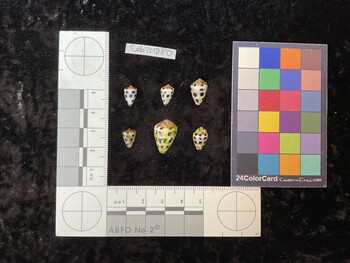 CebTM080; 10.5x7x8.5 dorsal photo thumbnail