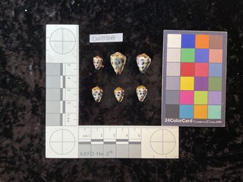 CebTM086; 11x7x8.5 ventral photo thumbnail