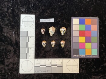 CebTM086; 11x7x8.5 dorsal photo thumbnail