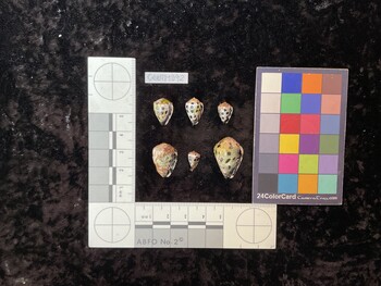 CebTM092; 15.5x11x12.5 ventral photo thumbnail
