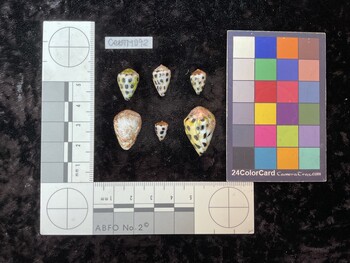 CebTM092; 15.5x11x12.5 dorsal photo thumbnail