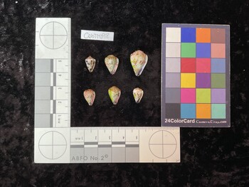 CebTM098; 11.5x7x9 ventral photo thumbnail