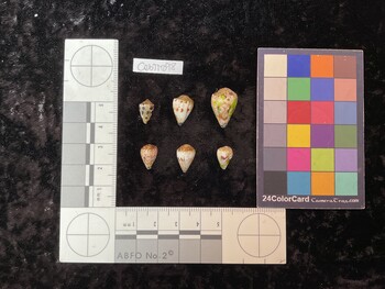 CebTM098; 11.5x7x9 dorsal photo thumbnail