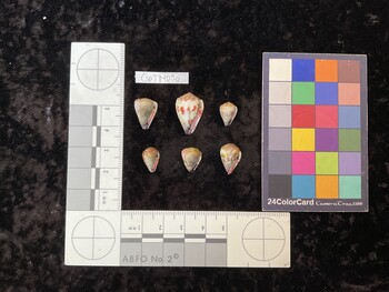 CspTM006; 15x10.5x14 ventral photo thumbnail