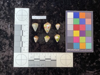 CspTM006; 15x10.5x14 dorsal photo thumbnail