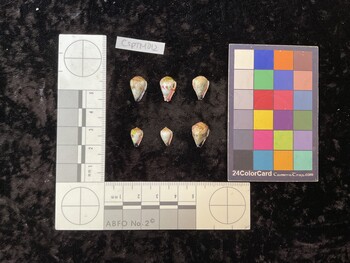 CspTM012; 14x9x12 ventral photo thumbnail