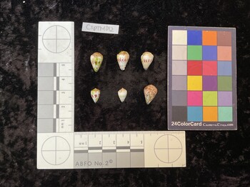CspTM012; 14x9x12 dorsal photo thumbnail