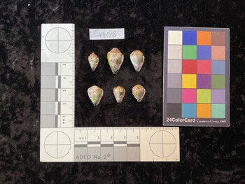 CspTM018; 13.5x8x11 ventral photo thumbnail
