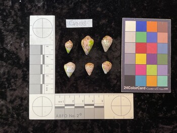 CspTM018; 13.5x8x11 dorsal photo thumbnail