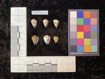 CspTM024; 14.5x9x11.5 ventral photo thumbnail
