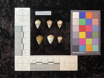 CspTM024; 14.5x9x11.5 dorsal photo thumbnail