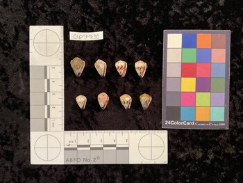 CspTM030; 15x10.5x12.5 ventral photo thumbnail