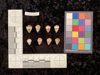 CspTM030; 15x10.5x12.5 dorsal photo thumbnail