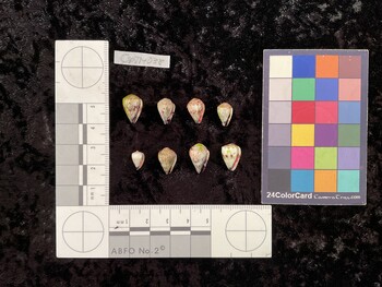 CspTM038; 14.5x9.5x12.5 ventral photo thumbnail