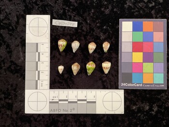 CspTM038; 14.5x9.5x12.5 dorsal photo thumbnail