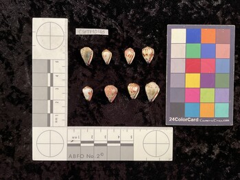 CspTM046; 13x9.5x11 ventral photo thumbnail