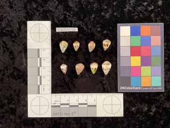 CspTM046; 13x9.5x11 dorsal photo thumbnail