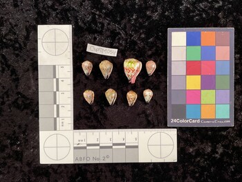 CspTM054; 11.5x8x9 ventral photo thumbnail