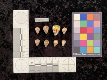 CspTM054; 11.5x8x9 dorsal photo thumbnail