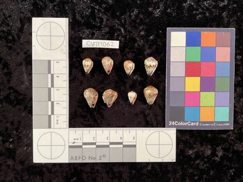 CspTM062; 11.5x7.5x9.5 ventral photo thumbnail