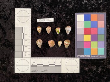 CspTM062; 11.5x7.5x9.5 dorsal photo thumbnail