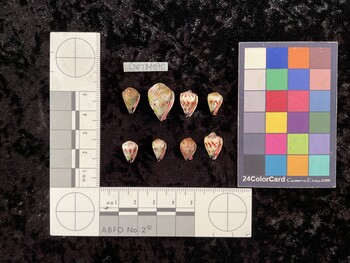 CspTM070; 14x9x11 ventral photo thumbnail