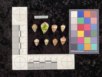 CspTM070; 14x9x11 dorsal photo thumbnail