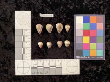 CspTM078; 16.5x11x14 ventral photo thumbnail