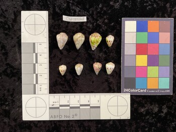CspTM078; 16.5x11x14 dorsal photo thumbnail
