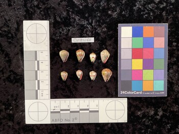 CspTM086; 13x9.5x11 ventral photo thumbnail